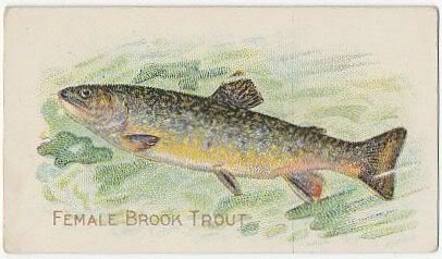 69 Female Brook Trout